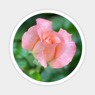 Budding Roses Magnet